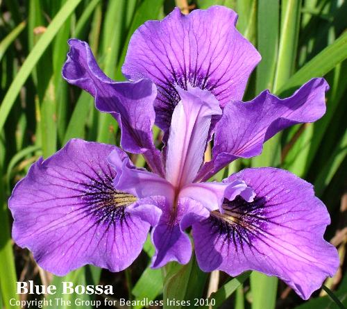Blue Bossa (2)